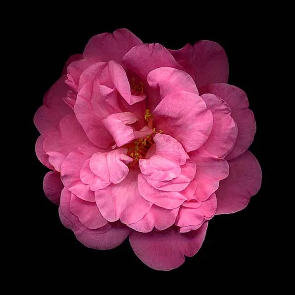 33873 vampire whitening lotion alternatives